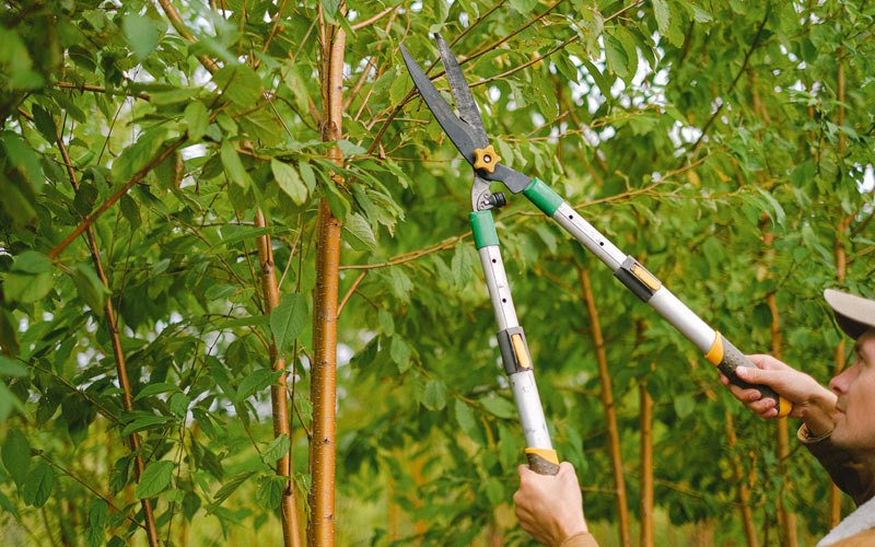 Tree trimming in Edmore, ND