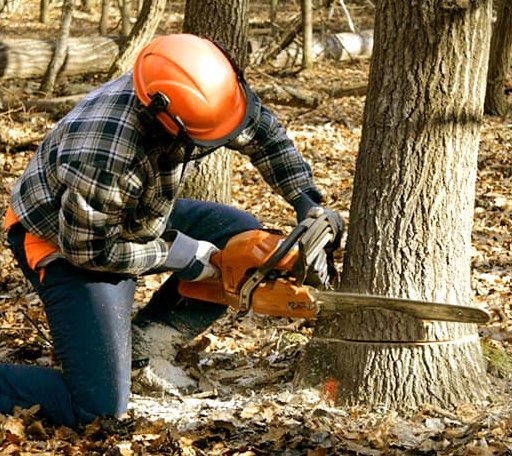 Tree Removal in Edmore, ND